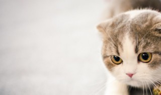 猫咪怎么交配