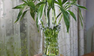 室内水生植物有哪些 室内可以水养殖的植物介绍