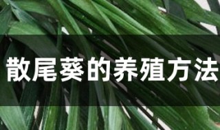 小散尾葵的养殖方法和注意事项 小散尾葵要怎么浇水呢