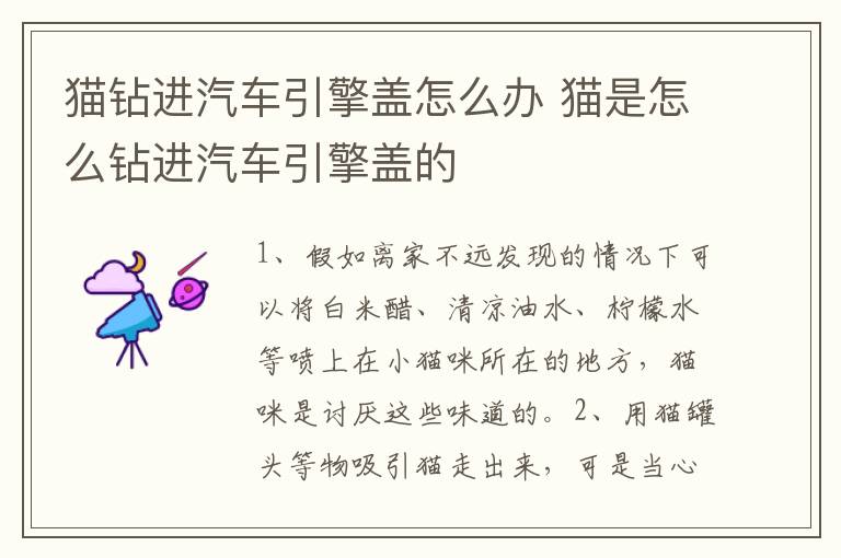 猫钻进汽车引擎盖怎么办 猫是怎么钻进汽车引擎盖的