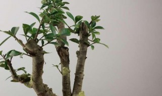 栀子花无根老桩能生根吗 栀子花无根老桩怎么生根