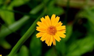 菊花的特点是什么呢 关于菊花的特点介绍