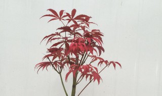 红枫盆景修剪时间和方法 红枫盆景怎么修剪