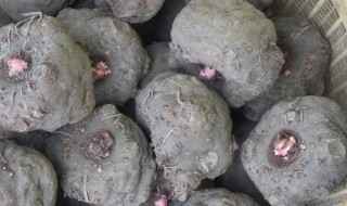 魔芋怎么种的 魔芋的种植方法和时间