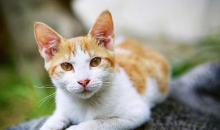 训练猫的技巧 训练猫的小技巧介绍