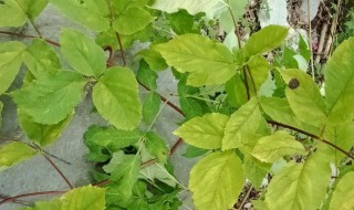 独活的种植方法 独活的种植方法是什么