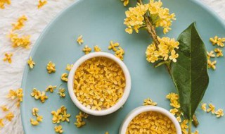 桂花籽可以直接泡茶吗 桂花籽可不可以直接泡茶