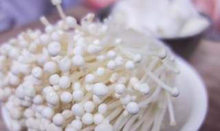 金针菇种植管理方法 金针菇的种植方法