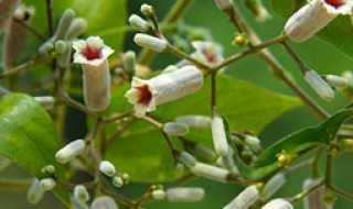 鸡屎藤加桂圆的功效与作用 鸡屎藤加桂圆有什么副作用