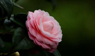 茶花寓意 茶花寓意什么