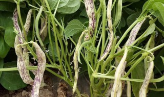 豇豆种植方法和注意事项 豇豆怎么防病虫害