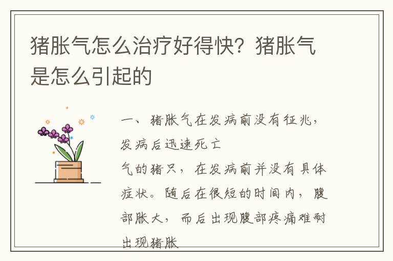 猪胀气怎么治疗好得快？猪胀气是怎么引起的