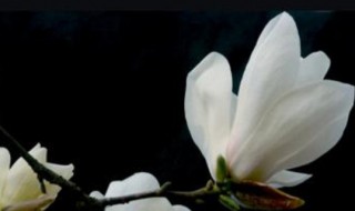 怎么区分辛夷花和玉兰花 辛夷花和玉兰花的区别