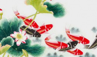 鱼的寓意和精神 鱼的寓意是什么