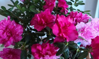 杜鹃花是四季开花吗 杜鹃花一年四季都开花吗?