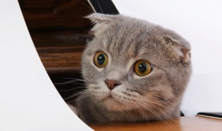 猫咪感冒怎么办（猫咪感冒怎么办 在家隔离出不去）