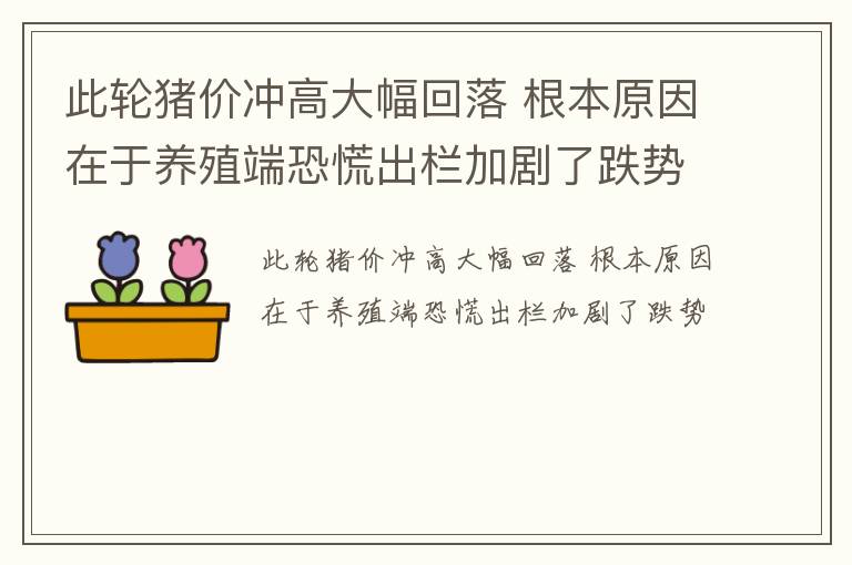 此轮猪价冲高大幅回落 根本原因在于养殖端恐慌出栏加剧了跌势
