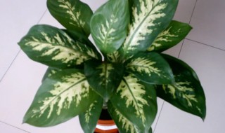 室内风水植物有哪些（室内风水植物有哪些植物）