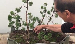柏树浇水的最佳方法 新栽的柏树应怎么浇水