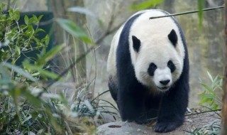熊猫怎么叫，熊猫怎么叫的视频