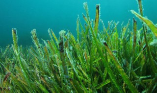 海藻在花盆里能种吗 海藻在花盆里能种吗视频