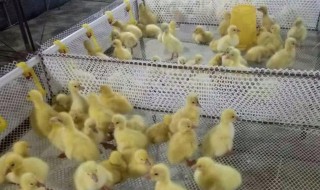 鸡鸭鹅育雏保温室常见加热方法 鸡鸭鹅育雏怎么保温