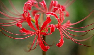 彼岸花语 彼岸花的花语介绍
