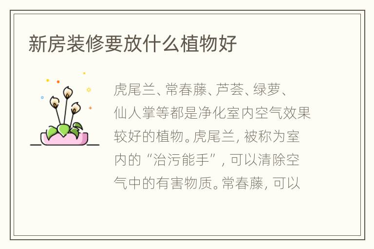 新房装修要放什么植物好
