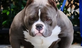 恶霸犬怎么养，恶霸犬怎么养最合适