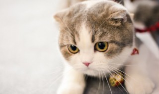 猫咪发情了怎么办（）