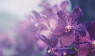 冬天兰花怎么养（冬天兰花怎么养才好）