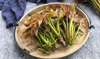 嫰香椿需要焯水吗 香椿介绍