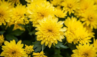 菊花适合室内种吗，室内适合种菊花吗?