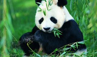 大熊猫为什么被视为国宝 大熊猫为什么是国宝
