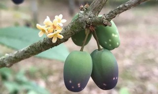 桂花果可以晒干泡水喝吗 桂花果可不可以晒干泡水喝