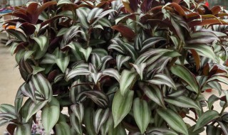 室内适合种吊竹梅吗（怎样种植吊竹梅）