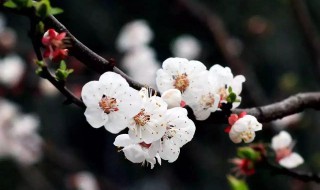 杏花花语 杏花的简介