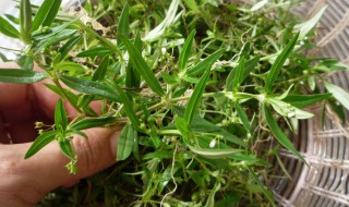白花蛇舌草的食物禁忌 白花蛇舌草的功效和作用
