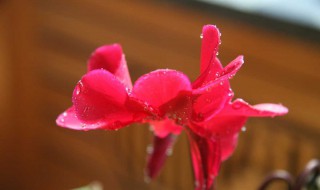 仙鹤来花有毒吗 仙鹤来花有没有毒