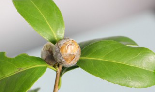 山茶花的盆栽养殖方法 山茶花越冬需要保温吗