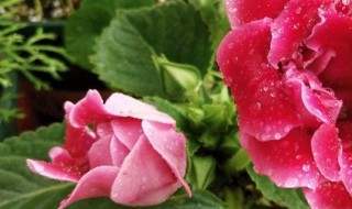 大岩桐花怎么养 大岩桐花养殖方法