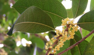 月桂适合室内种吗（月桂花适合在哪养）