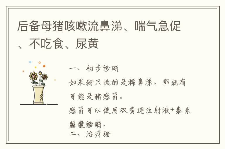 后备母猪咳嗽流鼻涕、喘气急促、不吃食、尿黄