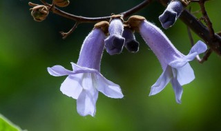 梧桐花的花语 梧桐花介绍
