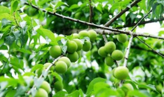 梅子是什么水果 梅子是什么结的果