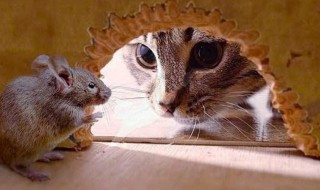 猫为什么抓老鼠 猫抓老鼠的原因
