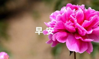 早安吉祥祝福语 早安吉祥祝福语句子