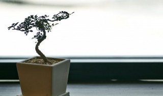 万年红怎么养 万年红怎么养殖