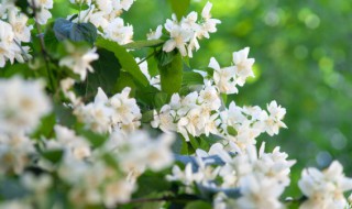 夏季如何正确养茉莉花