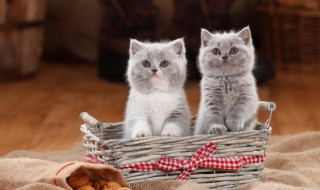 最适合家养的猫排名 十大适合家养的猫